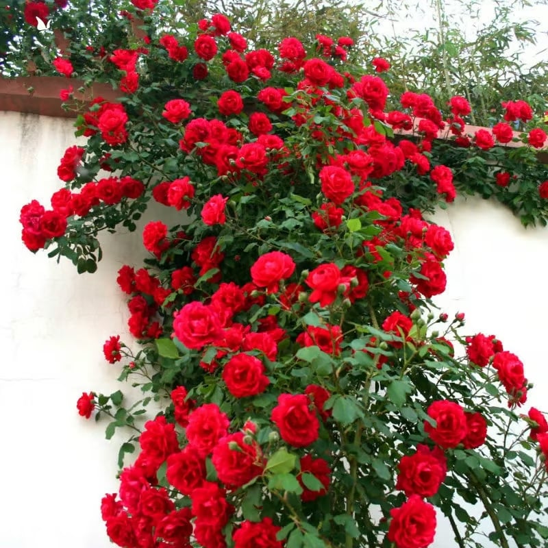 🔥LAST DAY 49% OFF🔥Climbing Vine Rose Flower Seeds