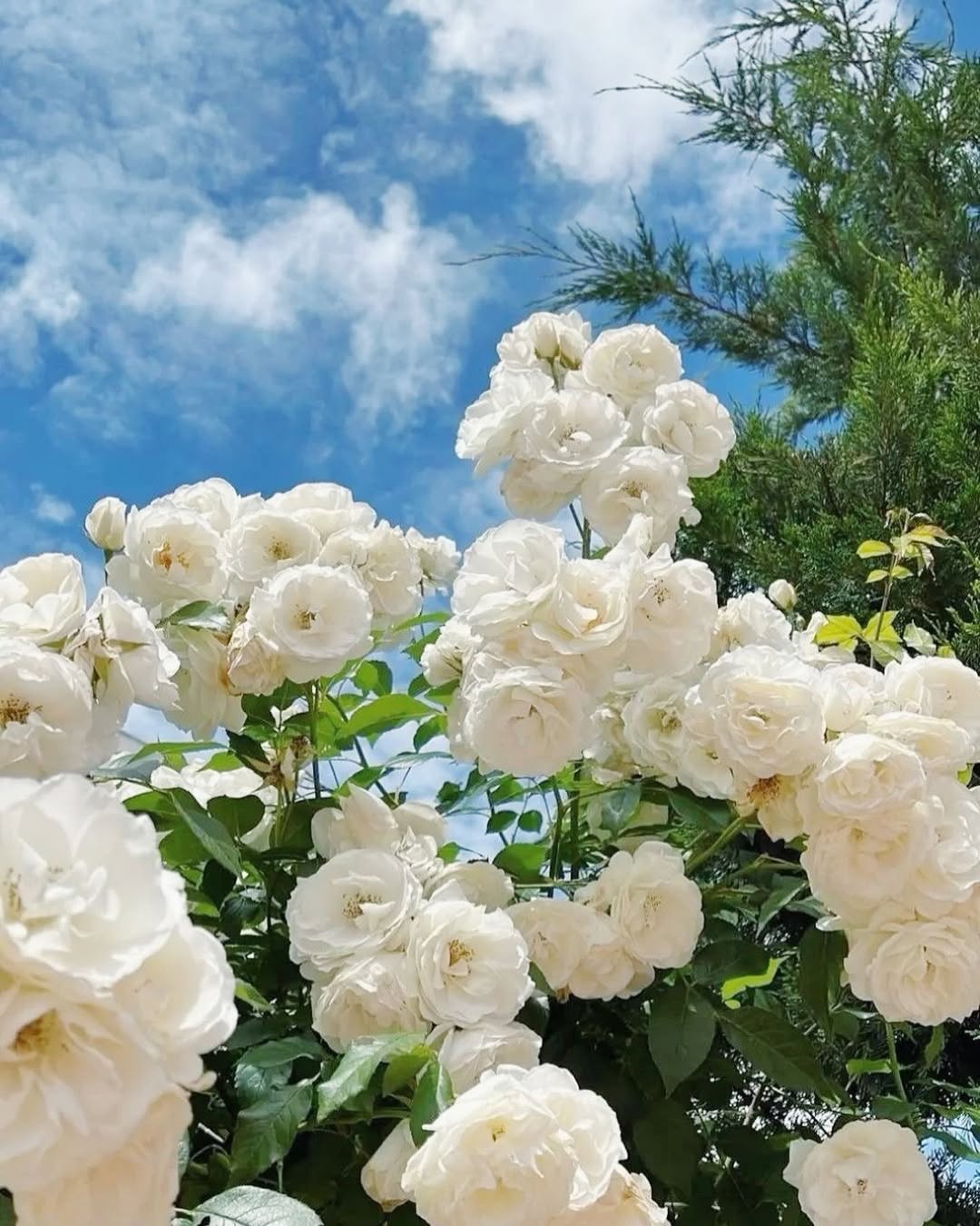 🔥LAST DAY 49% OFF🔥Climbing Vine Rose Flower Seeds
