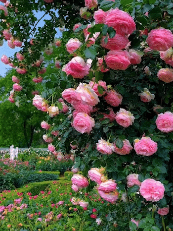🔥LAST DAY 49% OFF🔥Climbing Vine Rose Flower Seeds