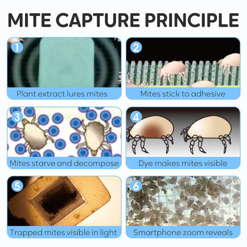 90-Day Dust Mite Trapping Sheet