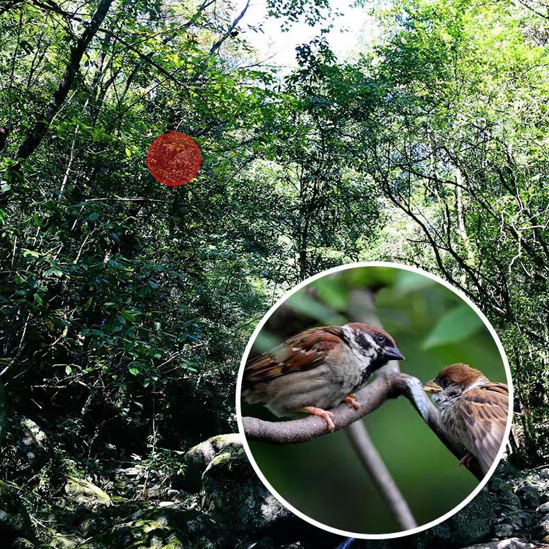 4k 8-40x40mm Super Telephoto Zoom Monocular Telescope